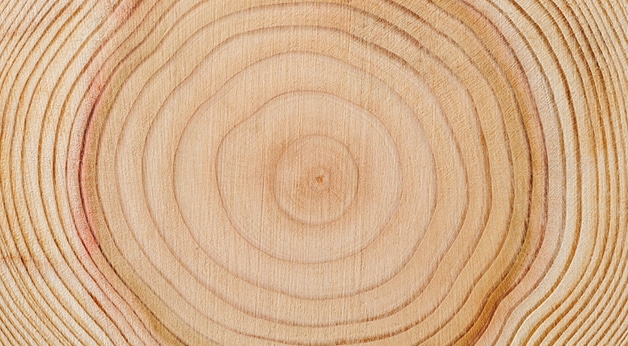 Tverrsnitt av trelast