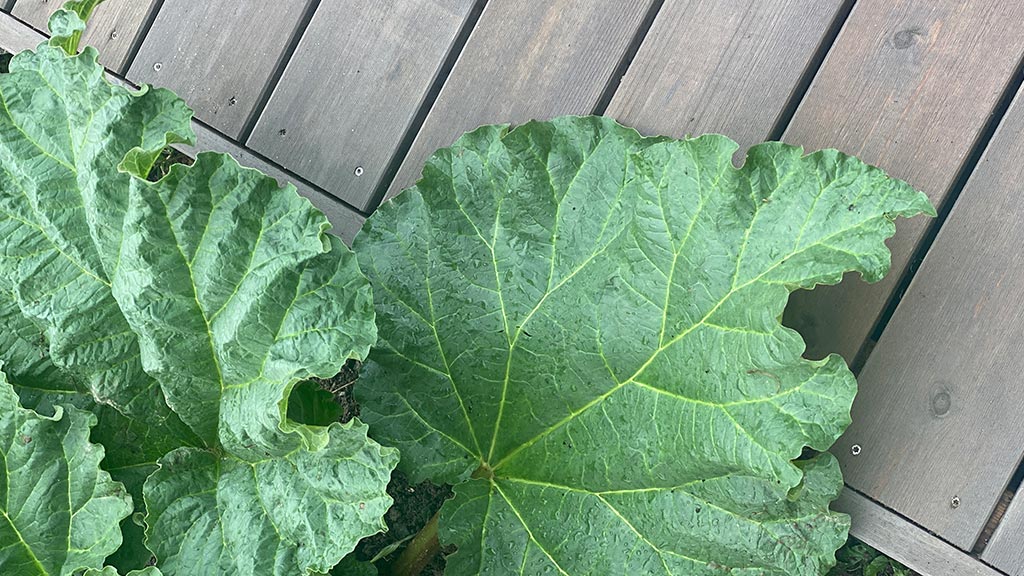 Grønnsakshage: Grønnsakskasser laget av sviller i MøreRoyal grå