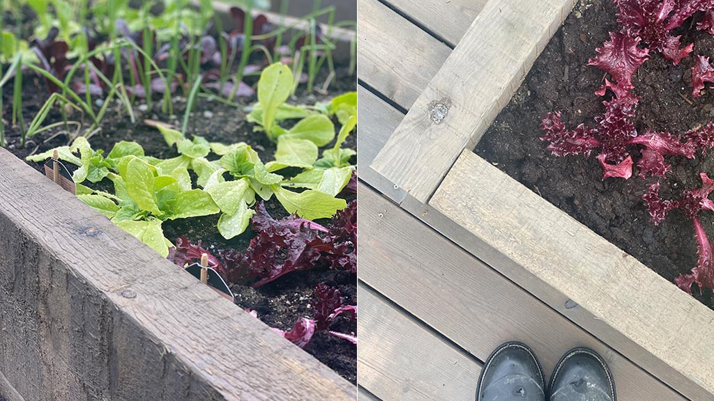 Grønnsakshage: Grønnsakskasser laget av sviller i MøreRoyal grå